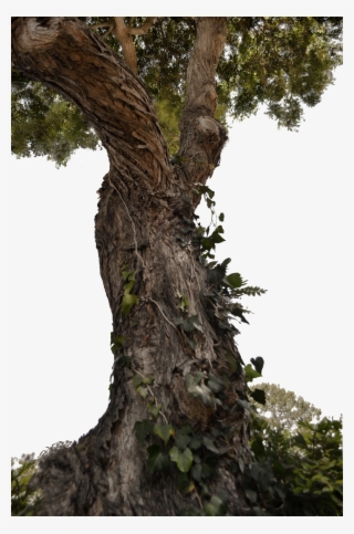 Tree Trunk Png