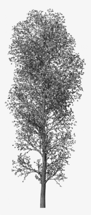 Photoshop Brushes Trees By Leaveseyes-d4ob0om 428 - Tree