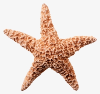 Starfish White Background