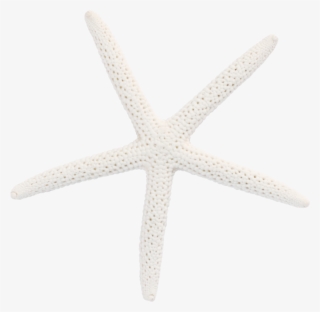 1024 X 998 7 - Starfish