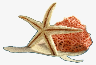 Starfish-1170x400 - Starfish
