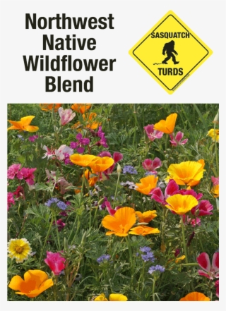 West Coast Of The United States