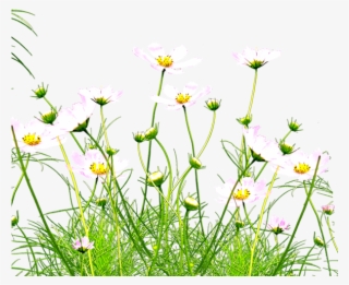 Wild Yellow Flowers Png