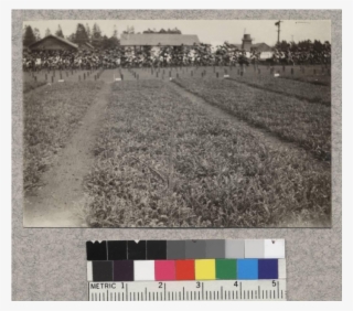 1-1 Redwood Transplants At Fort Bragg Nursery - Monochrome