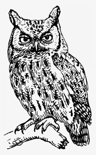 Large Size Of How To Draw A Realistic Owl Step By For - Owl Clipart Black And White