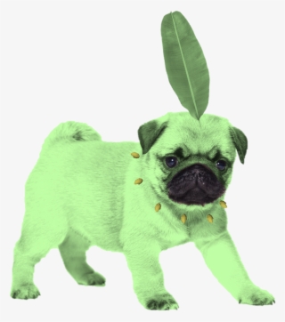 Pug Sticker Redbubble