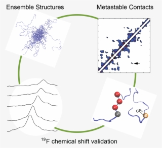 The N Terminal Transactivation Domain Of Estrogen Receptor - Illustration