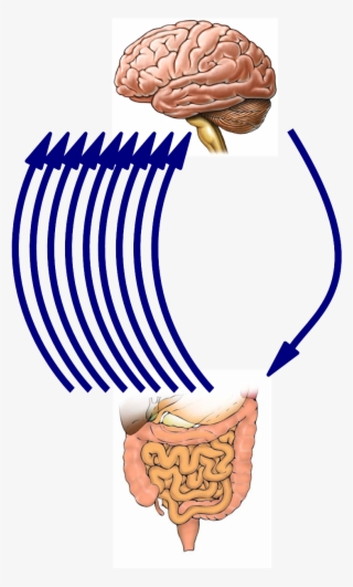 El Segundo Cerebro - Illustration