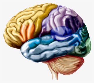 Así Afecta Al Cerebro Usar El Ordenador Y El Móvil - Labelling Of The Brain