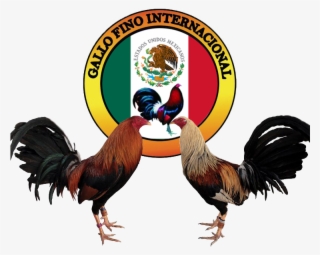 Gallo De Pelea Png - Logo De Gallos De Pelea