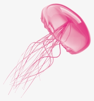Jellyfish Transparent Background - Transparent Background Jellyfish Transparent