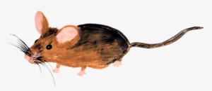 Mouse, Watercolor, Isolated, Handpainted - Watercolor Painting