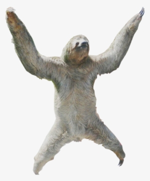 Ok - Sloth Png