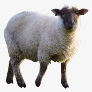 Sheep - Sheep Png
