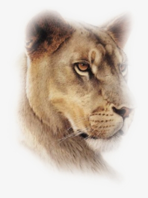 Misted-lion - Lioness Tattoo