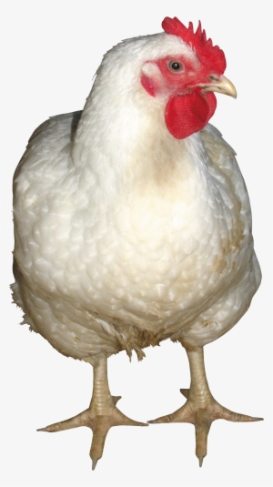 White Chicken Png Image - Chicken Png