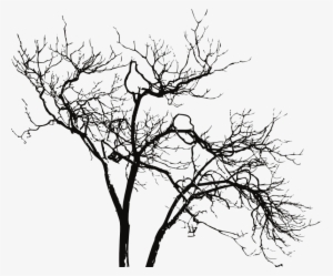 Tree Branches Png