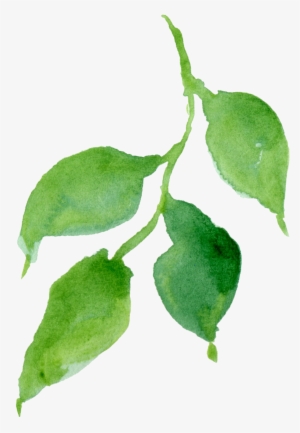 Watercolour - Hop Hornbeam