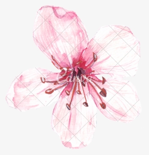 Hand Drawing Of Watercolour Pink Flower - Watercolor Painting