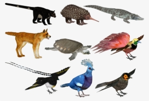 Interesting Islands- New Guinea Animals - Zt2 New Guinea