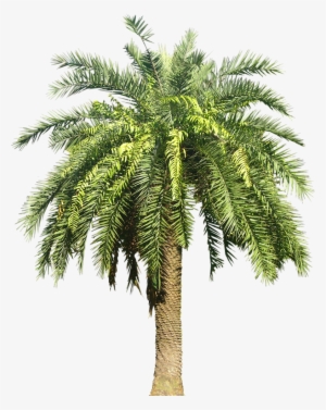 Palm Plant Png - Date Palm Tree Png
