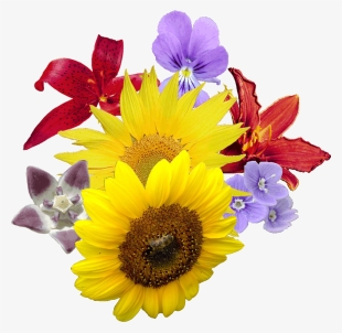 Single Sun Flower Png - Flower Png