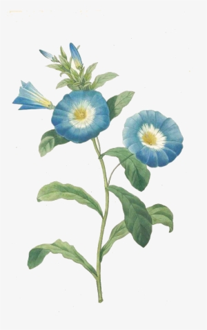 Trumpet Vine Png - Botanical Flower Blue Png