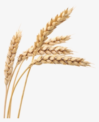 Free Png Images Wheat Png - Wheat Png