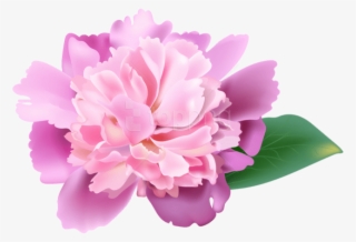 Peony Transparent Cherry Blossom - Clip Art Peony Flower