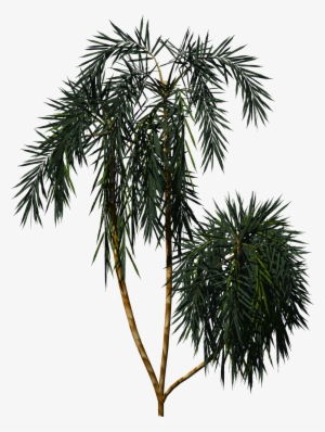 Acai Palm - Açaí Palm