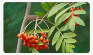 Watercolor Rowan Tree - Rowan