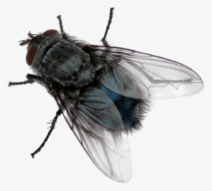 Insects - Fly Png