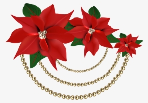 Christmas Flowers Png - Christmas Red Poinsettia Png