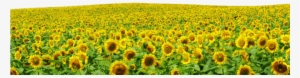 Sunflowers Png File - Hình Cánh Đồng Hoa