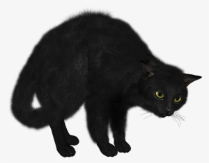 Black Cat Transparent Png