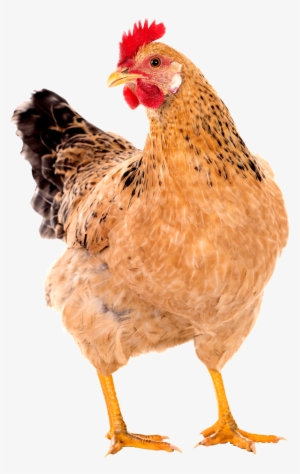 Chicken Png Image