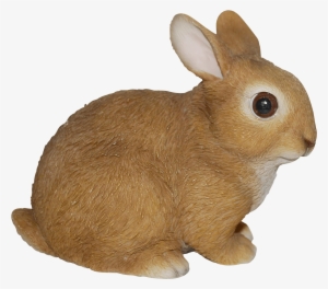 Baby Rabbits In Real Life Png Mart Easter Bunny Nail - Rabbit Real Life