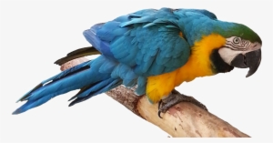 Blue Parrot Png Free Download - Arara Png
