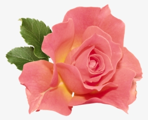 Orange Rose Png Clipart - Double Flared Plug Acrylic Tunnels & Plugs