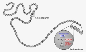 Weird Chains - Protein Structure