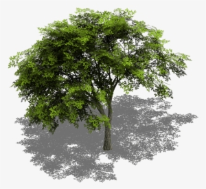 Preview - Tree Model Cinema 4d Free