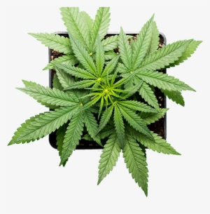 Leaf-img - Cannabis