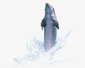 Δελφίνι, Ψάρια, Ζώο, Flipper, Θάλασσα, Ωκεανών, Κολύμπι - Dolphin Psd