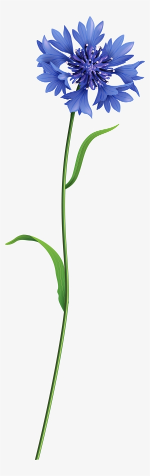 Blue Field Flower Png Clip Art Image - Field Flower Png