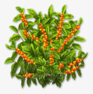 Coffee Bush - Wiki
