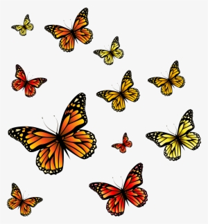 Red Butterfly PNG, Free HD Red Butterfly Transparent Image - PNGkit