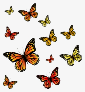 Butterflies Png