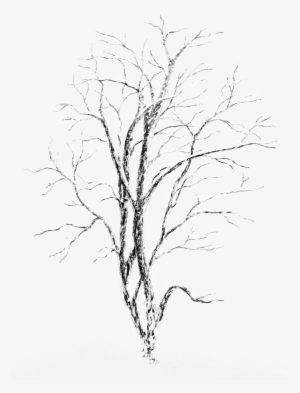 White Winter Tree Png
