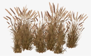 Tall Grass Png Image - Pennisetum Setaceum Png