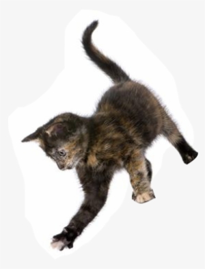 Kitten - Exceptional Names For Extraordinary Pets